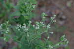 Roundleaf thoroughwort